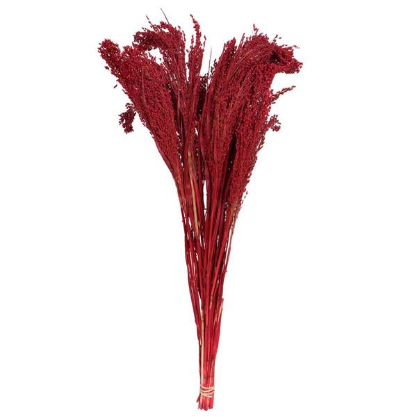 22-26" 4oz Red Preserved Panicum Bundle