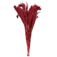 Vickerman 22-26" 4oz Red Preserved Panicum Bundle