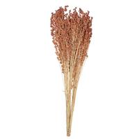 Vickerman 21"-23" 6oz Preserved Nat Brown Dried Broom Corn
