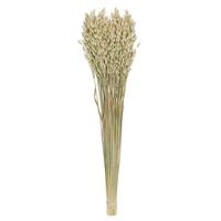Vickerman 22-26" 4oz Natural Dried Avena Oats