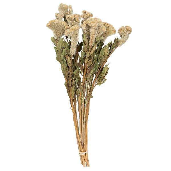 18"-24" Cream Celosia Coxcomb (4oz Bundle)