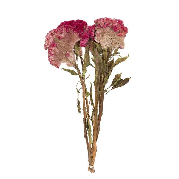 18"-24" Raspberry Celosia Coxcomb (4oz Bundle)