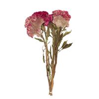 Vickerman 18"-24" Raspberry Celosia Coxcomb (4oz Bundle)