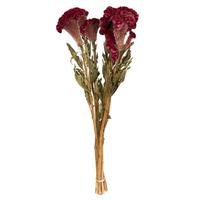 Vickerman 18"-24" Burgundy Celosia Coxcomb (4oz Bundle)