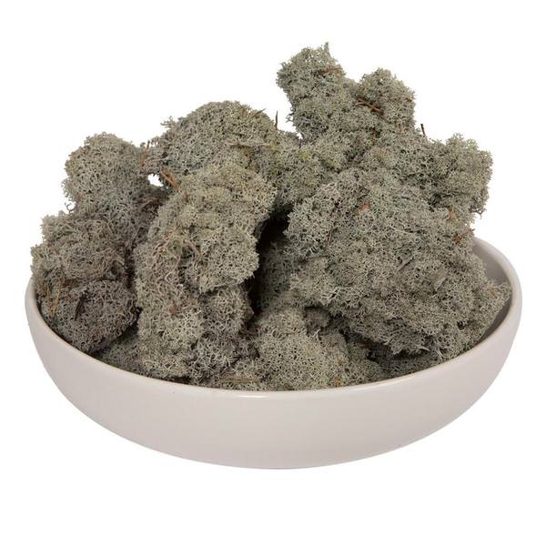 2Lbs Silver Grey Moss Dried and Preserved Natural Botanicals