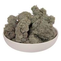 Vickerman 2Lbs Silver Grey Moss Dried and Preserved Natural Botanicals