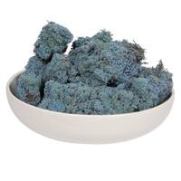 Vickerman 2Lbs Light Blue Moss Dried and Preserved Natural Botanicals