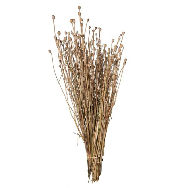 15"-20" Natural Poppy Pods Bunch (4oz Bundle)