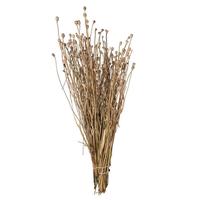 Vickerman 15"-20" Natural Poppy Pods Bunch (4oz Bundle)
