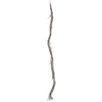 Vickerman 6' Artificial Basil Twig Garland