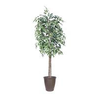 Vickerman 6' Variegated Ficus Tree