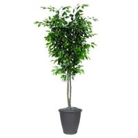 Vickerman 6' Artificial Deluxe Ficus Tree