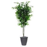 Vickerman 6' Artificial Deluxe Ficus Tree