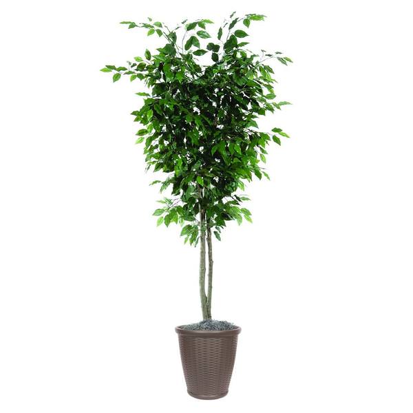 7' Deluxe Ficus Tree