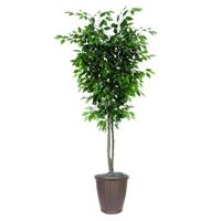 Vickerman 7' Deluxe Ficus Tree