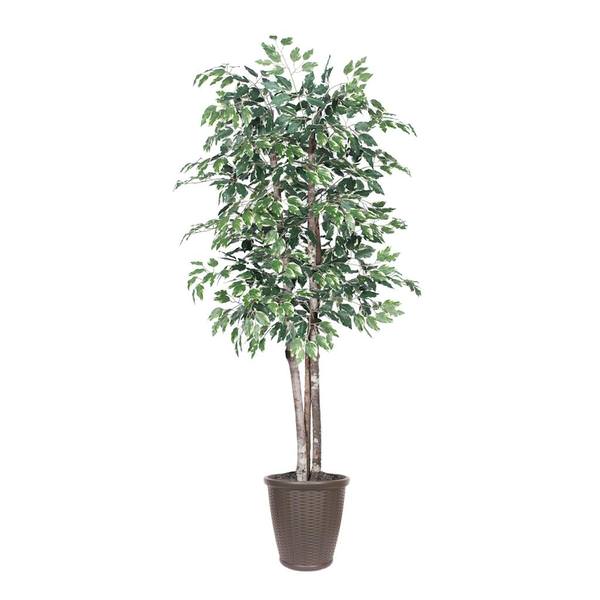 6' Deluxe Variegated Ficus Tree