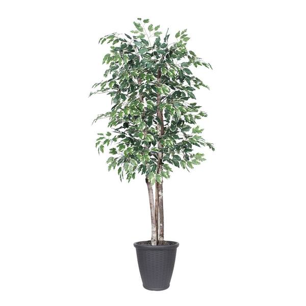 6' Deluxe Variegated Ficus Tree