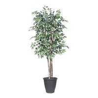 Vickerman 6' Deluxe Variegated Ficus Tree
