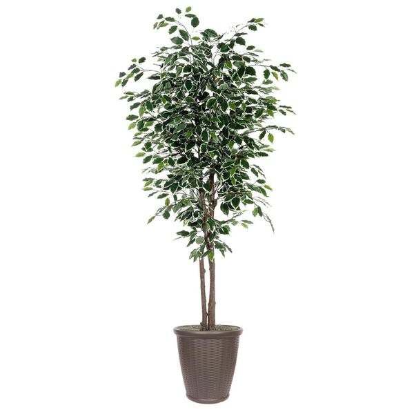 7' Deluxe Variegated Ficus Tree