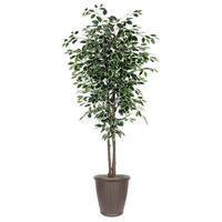 Vickerman 7' Deluxe Variegated Ficus Tree