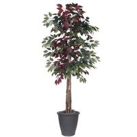 Vickerman 6' Artificial Deluxe Capensia Tree
