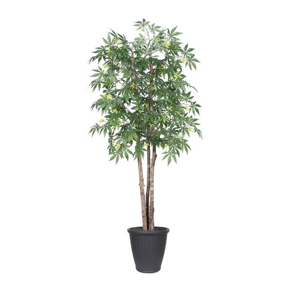 6' Japanese Maple Deluxe Round Gray