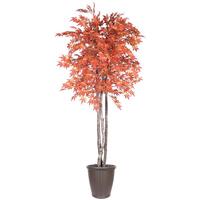 Vickerman 6' Orange Maple Deluxe Round Brown