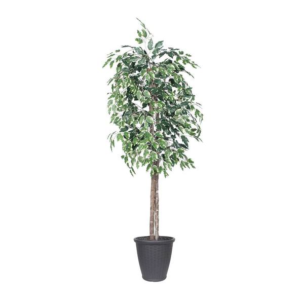 6' Variegated Ficus Tree