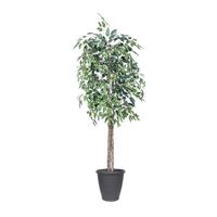 Vickerman 6' Variegated Ficus Tree