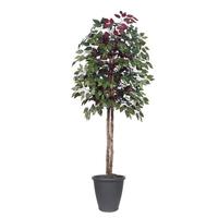 Vickerman 6' Artificial Capensia Tree