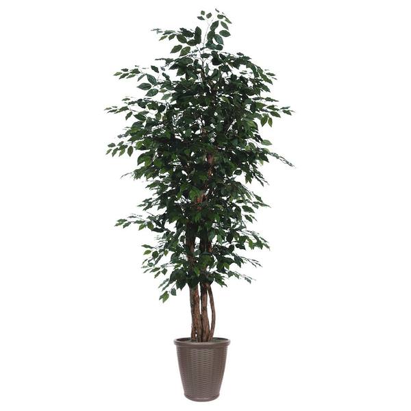 7' Executive Ficus Tree