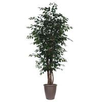 Vickerman 7' Executive Ficus Tree