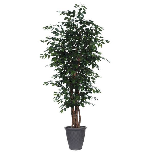 7' Executive Ficus Tree
