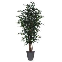 Vickerman 7' Executive Ficus Tree