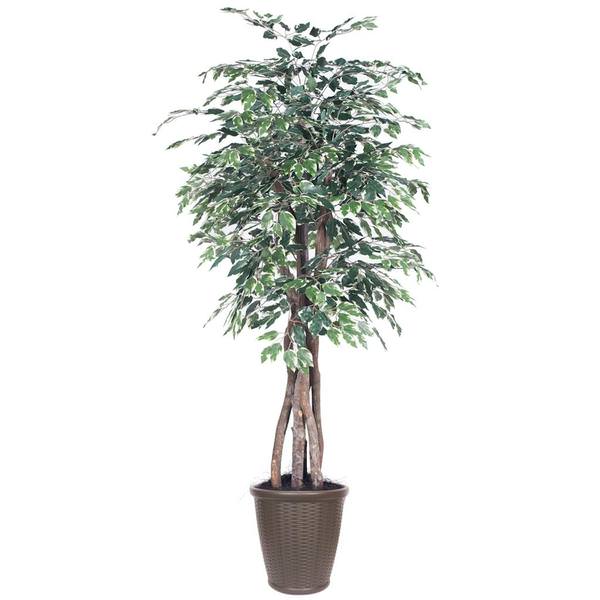 6' Executive Variegated Ficus Tree