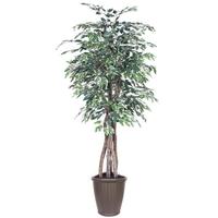 Vickerman 6' Executive Variegated Ficus Tree