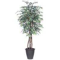 Vickerman 6' Executive Variegated Ficus Tree