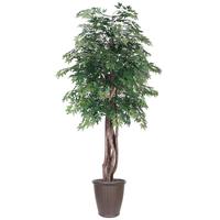 Vickerman  6' Artificial Executive Ming Aralia Tree