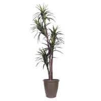 Vickerman  6' Artificial Executive Marginata Tree