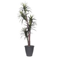 Vickerman  6' Artificial Executive Marginata Tree