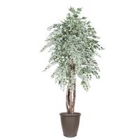 Vickerman 6' Silver Maple Executive Round Brown