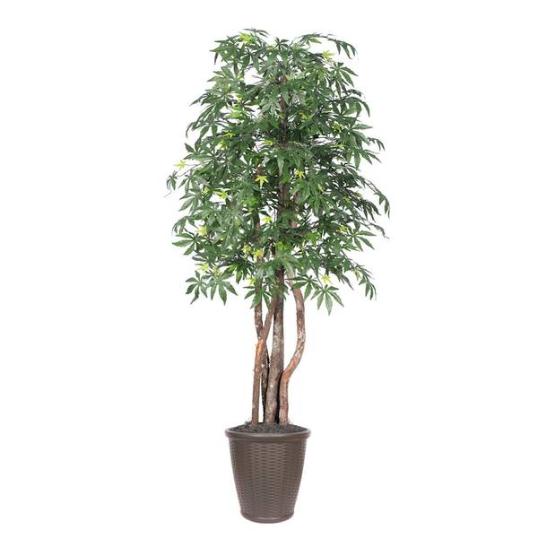 6' Japanese Maple Executive Round Brown
