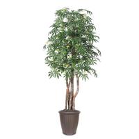 Vickerman 6' Japanese Maple Executive Round Brown
