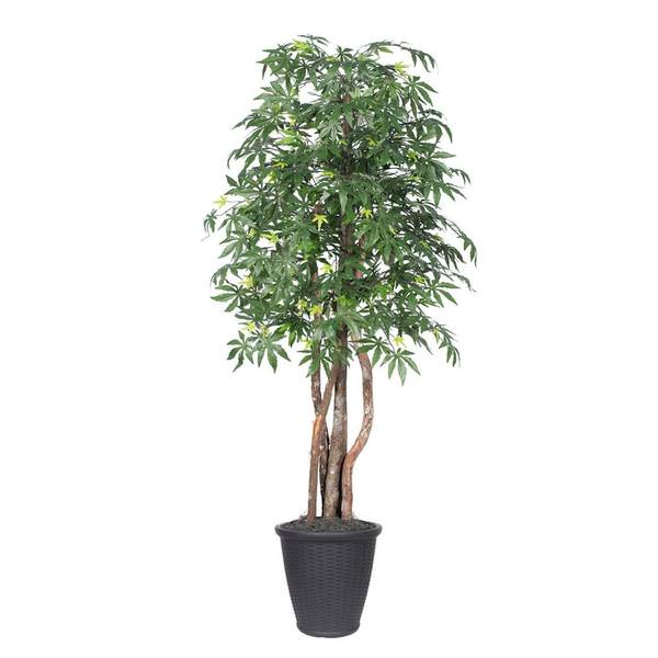 6' Japanese Maple Executive Round Gray