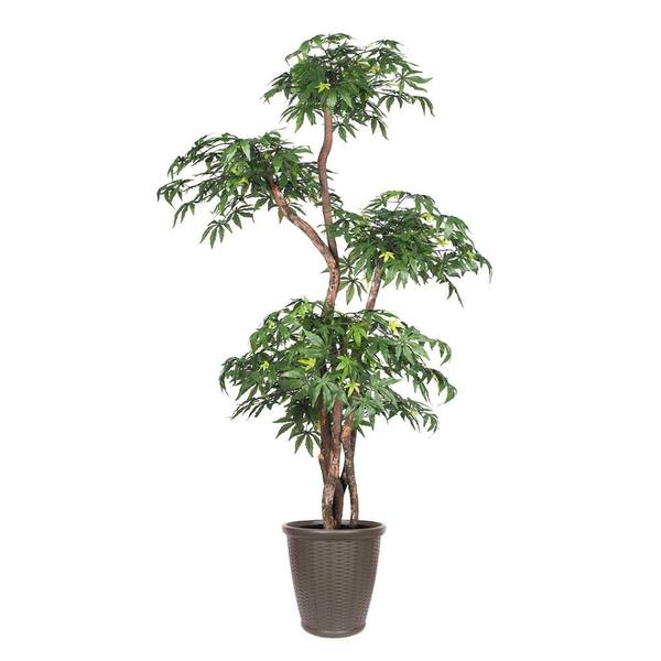 6' Multi Level Japanese Maple Executive Round Brown