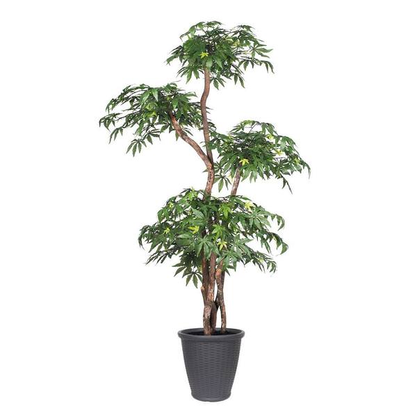 6' Multi Level Japanese Maple Executive Round Gray