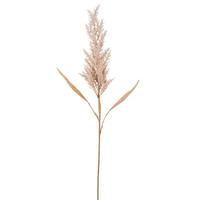 Vickerman 36" Artificial Tan Dried Cluster Reed Spray (2 Pack)