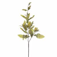 Vickerman 44.5" Artificial Green Dried Pomelo Leaves Spray (2 Pack)