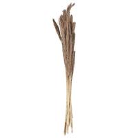 Vickerman 39 - 47" Natural Dried Pampas (24 Pack)