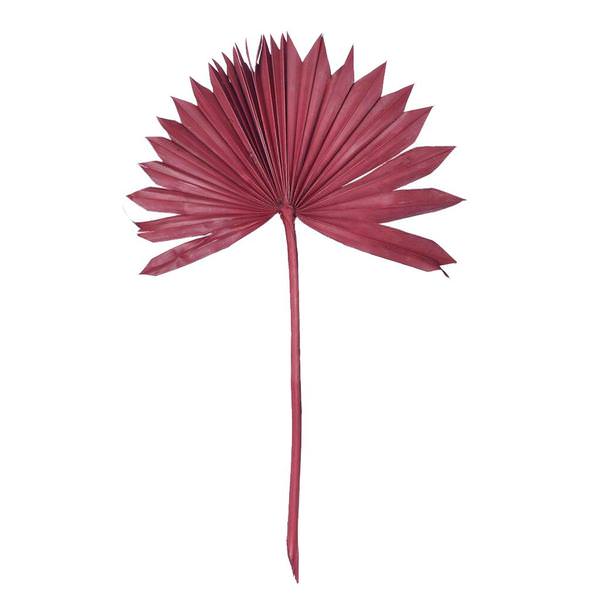 13.75-19.5" Deep Red Palm Spear (12 Pack)